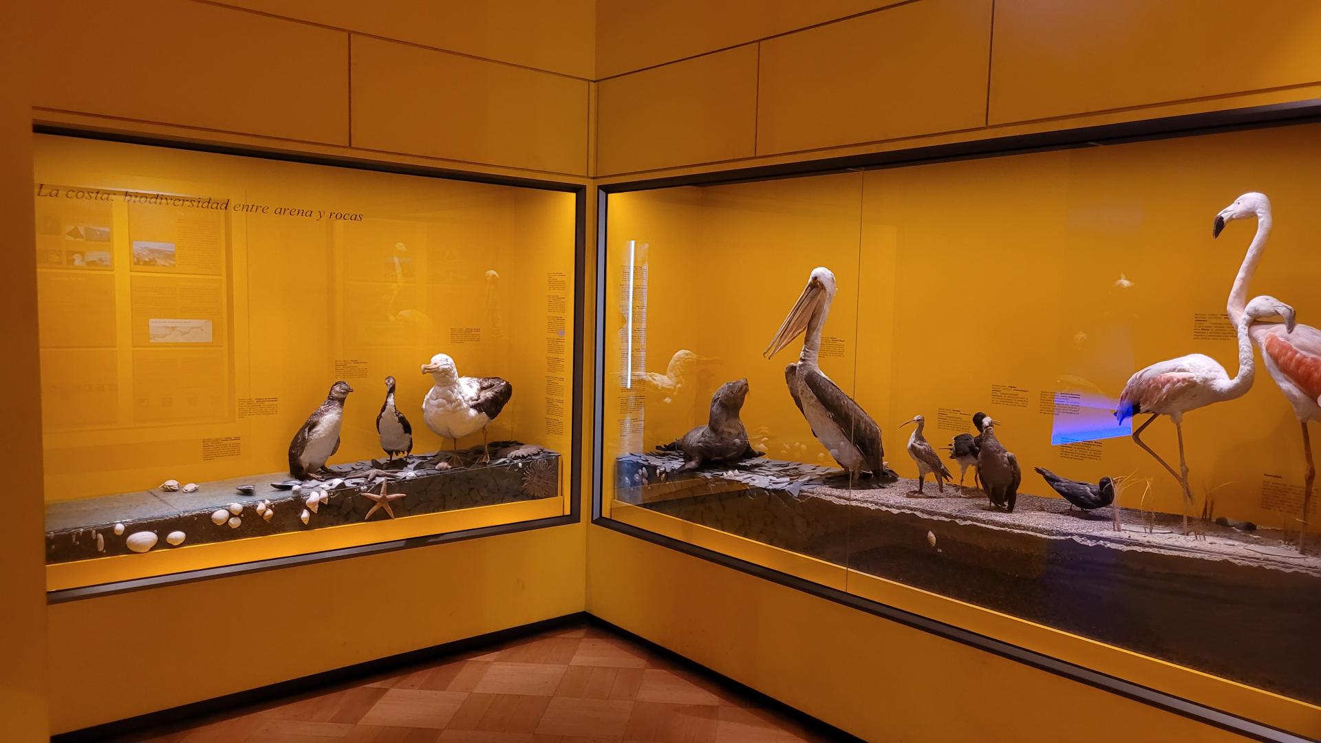 Sala Costa que exhibe importantes individuos de la fauna de la costa de la zona central de Chile