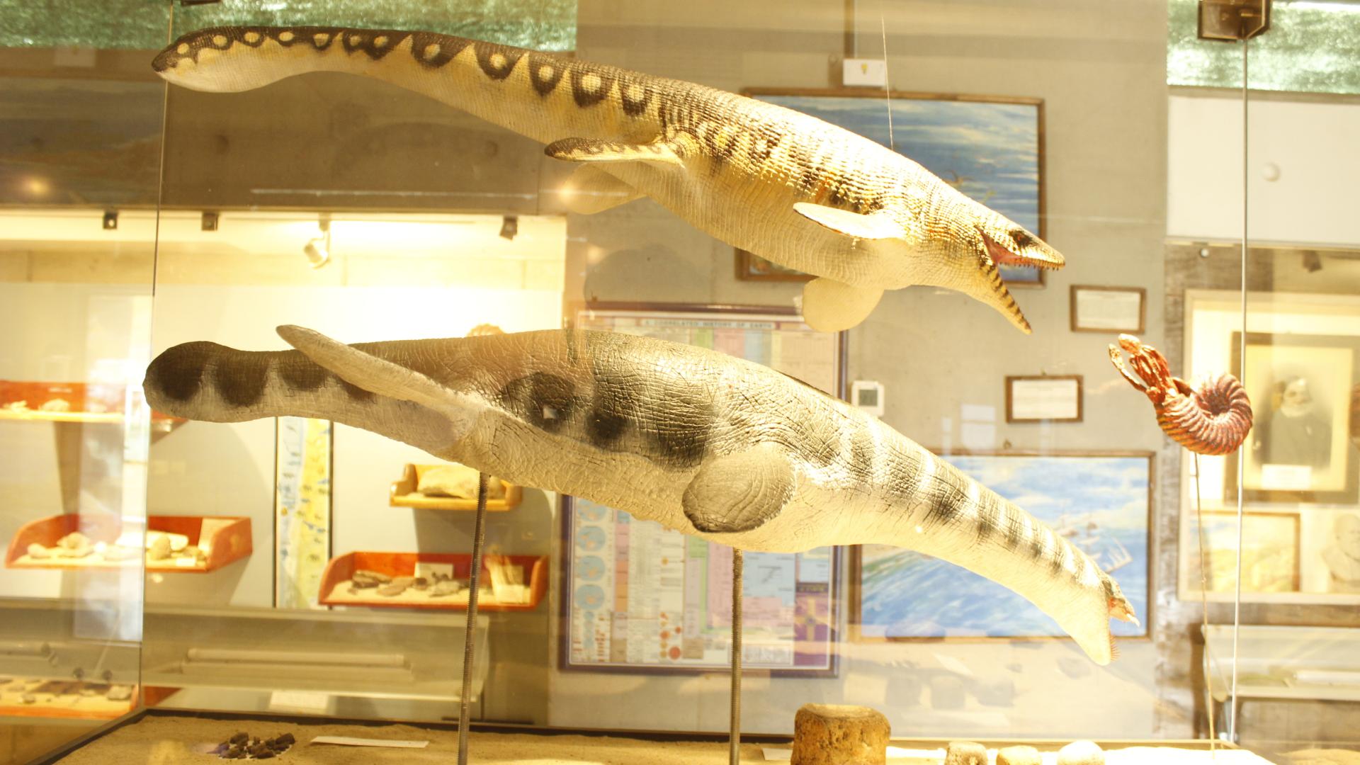 sala paleontología