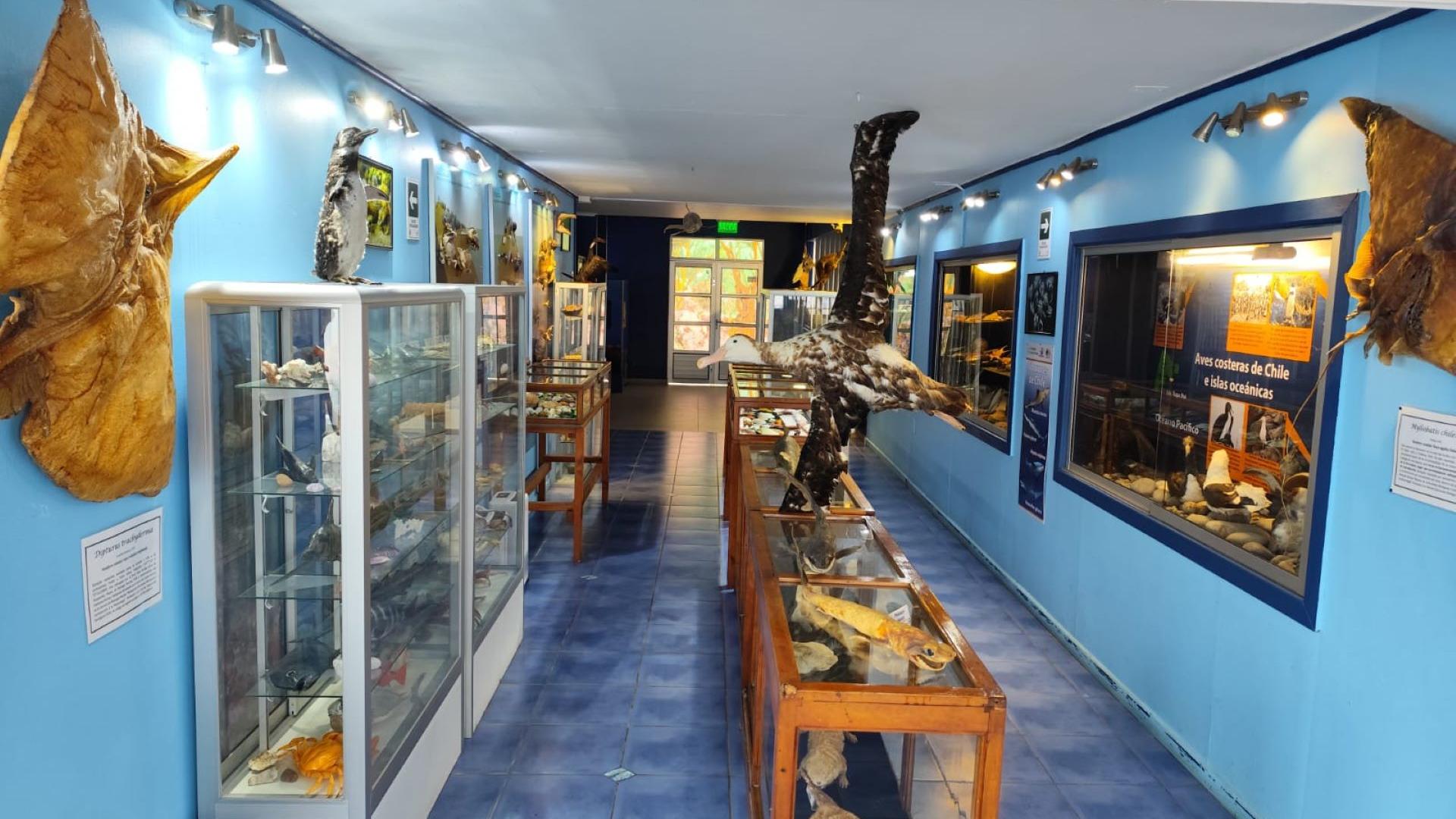 Museo