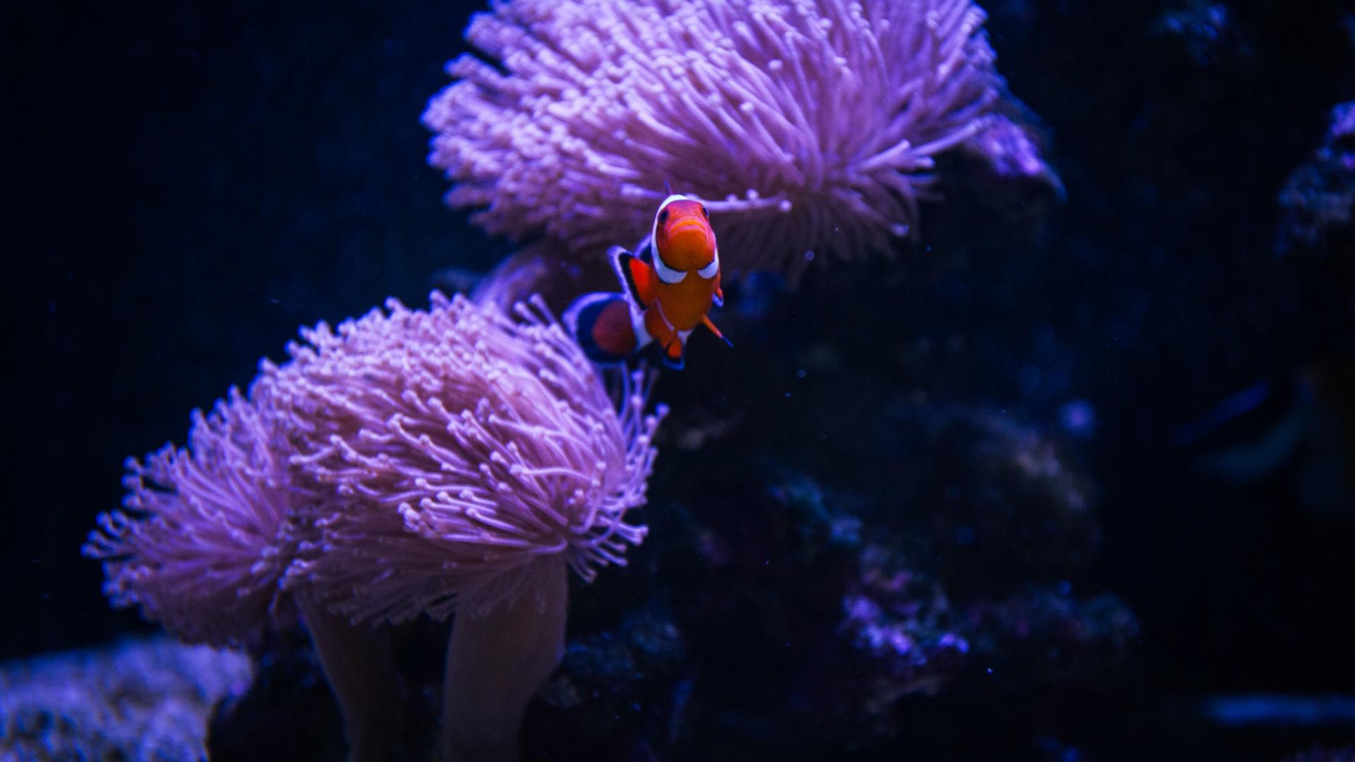 Acuario Tropical - Pez Payaso