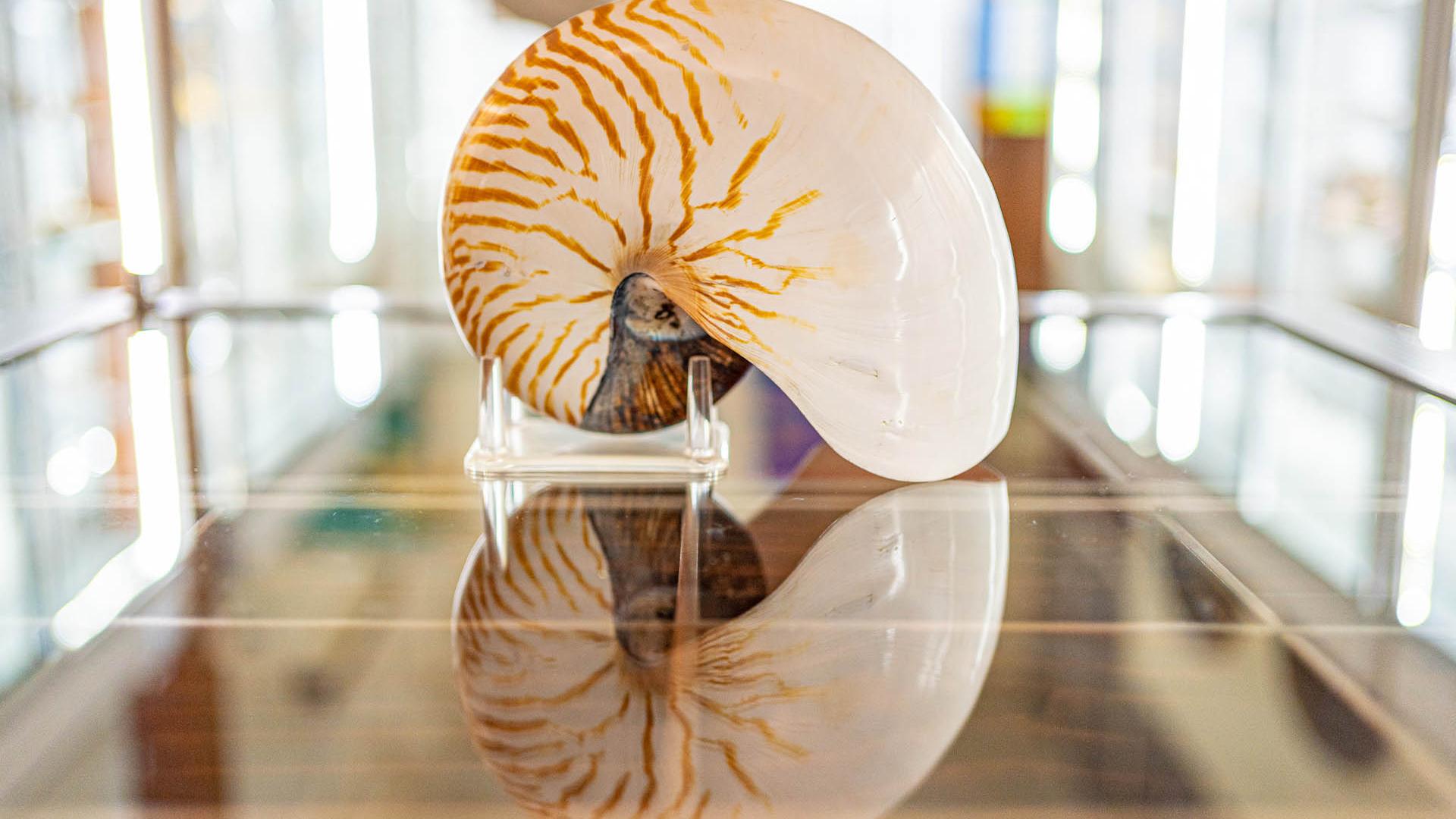 Nautilus 