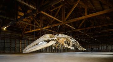 Museo de Historia Natural Río Seco - Pabellón de Grandes Cetáceos Anelio Aguayo Lobo