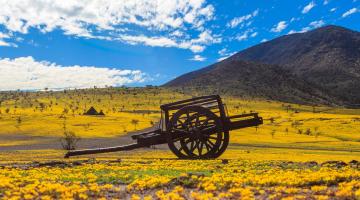 Esta imagen ilustra la majestuosidad de "La Carreta Cololo" en su entorno natural, invitando a los visitantes a explorar y apreciar la fusión de arte y paisaje que ofrece el parque.