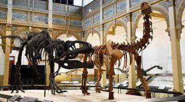 Dinosaurios del sur del mundo