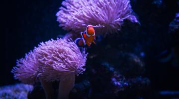 Acuario Tropical - Pez Payaso